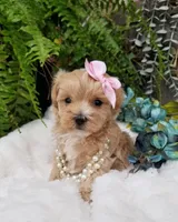 Pippin, a female Maltipoo for sale in Bolivar, MO – Photo 7 of 10