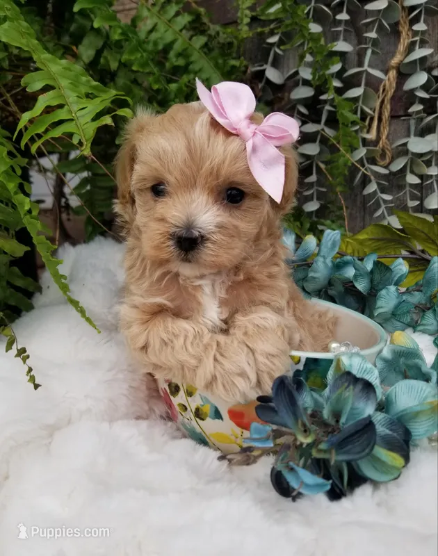 Pippin – Maltipoo puppy for sale in Bolivar, MO