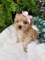 Pippin, a female Maltipoo for sale in Bolivar, MO – Photo 4 of 10