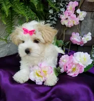 Lilo, a female Morkie for sale in Bolivar, MO – 10 of 10