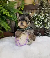 Lincoln , a male Morkie for sale in Bolivar, MO – 2 of 10