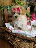 Izzy, a female Maltipoo for sale in Bolivar, MO – 8 of 10