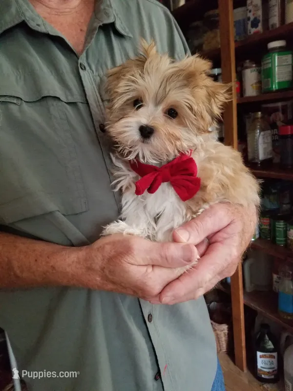 Happy  – Morkie puppy for sale in Bolivar, MO