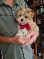 Happy , a male Morkie for sale in Bolivar, MO – 7 of 10