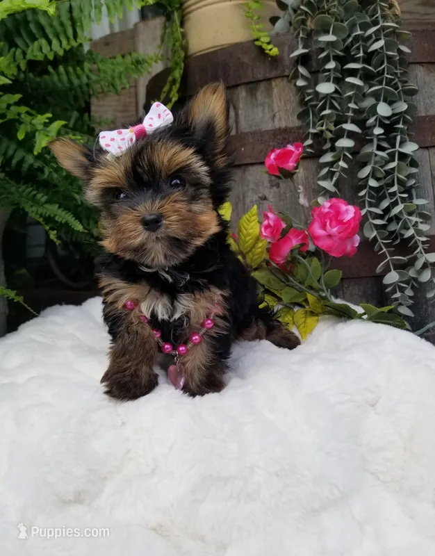 Libby – Yorkshire Terrier puppy for sale in Bolivar, MO