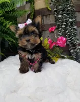 Libby, a female Yorkshire Terrier for sale in Bolivar, MO – 1 of 10