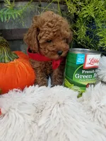 Paxton , a male Poodle - Toy  for sale in Bolivar, MO – 10 of 10
