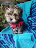 Rubble , a male Morkie for sale in Bolivar, MO – 5 of 10