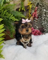 Catalina , a female Yorkshire Terrier for sale in Bolivar, MO – 8 of 10