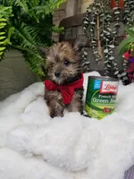 Benny, a male Morkie for sale in Bolivar, MO – 7 of 10