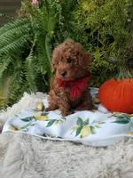 Parker, a male Poodle - Toy  for sale in Bolivar, MO – 3 of 10