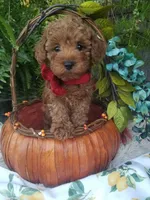 Parker, a male Poodle - Toy  for sale in Bolivar, MO – 10 of 10