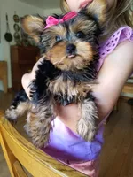 Catalina , a female Yorkshire Terrier for sale in Bolivar, MO – 8 of 10