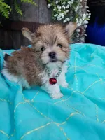 Happy , a male Morkie for sale in Bolivar, MO – 7 of 10