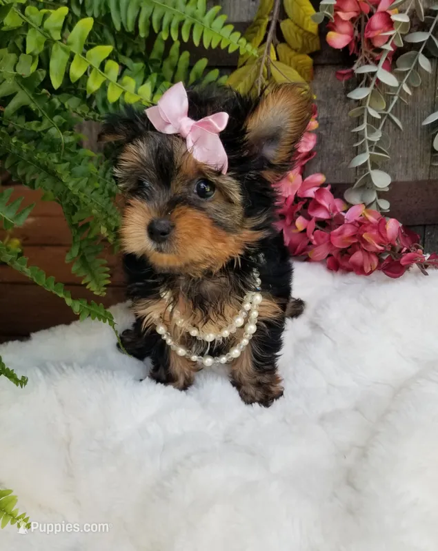 Catalina  – Yorkshire Terrier puppy for sale in Bolivar, MO