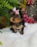Catalina , a female Yorkshire Terrier for sale in Bolivar, MO – 6 of 10