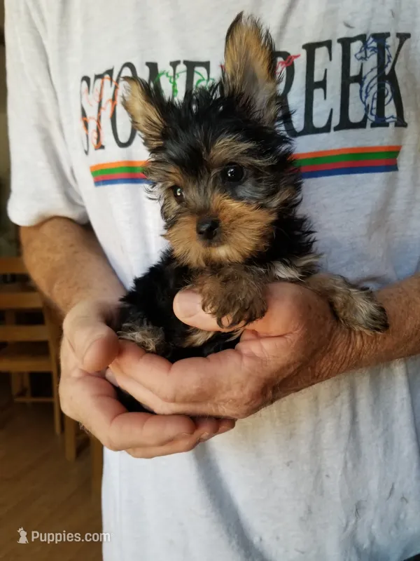Abou – Yorkshire Terrier puppy for sale in Bolivar, MO