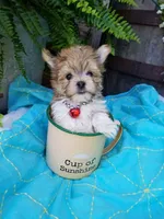 Happy , a male Morkie for sale in Bolivar, MO – 1 of 10