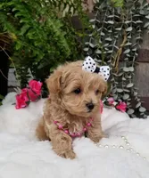 Piper, a female Maltipoo for sale in Bolivar, MO – Photo 8 of 10