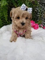 Piper, a female Maltipoo for sale in Bolivar, MO – Photo 9 of 10