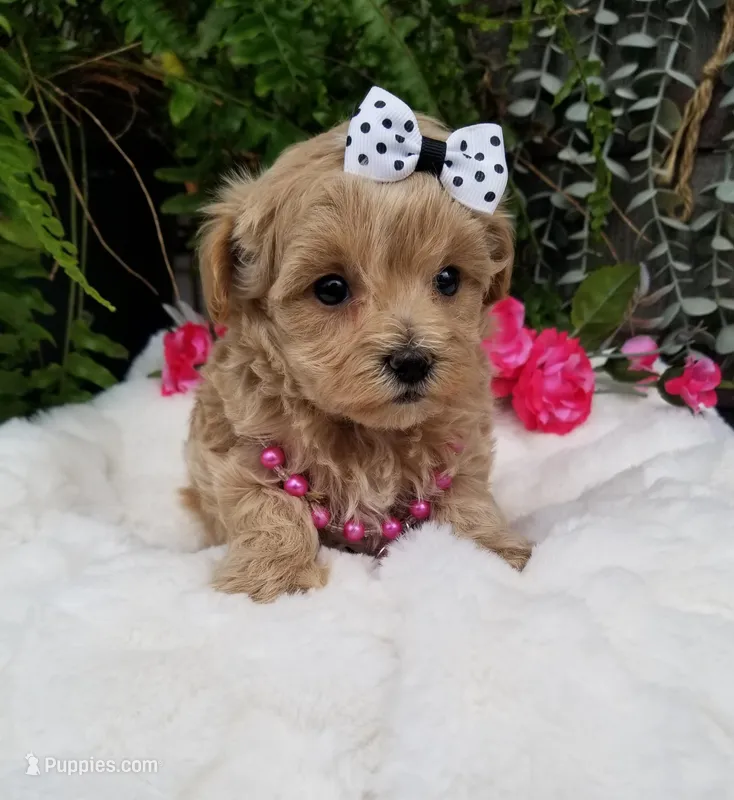 Piper – Maltipoo puppy for sale in Bolivar, MO