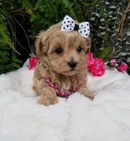 Piper, a female Maltipoo for sale in Bolivar, MO – Photo 6 of 10