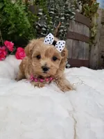 Piper, a female Maltipoo for sale in Bolivar, MO – Photo 5 of 10