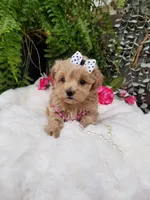 Piper, a female Maltipoo for sale in Bolivar, MO – Photo 3 of 10