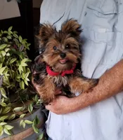 Charlie , a male Yorkshire Terrier for sale in Bolivar, MO – 2 of 9