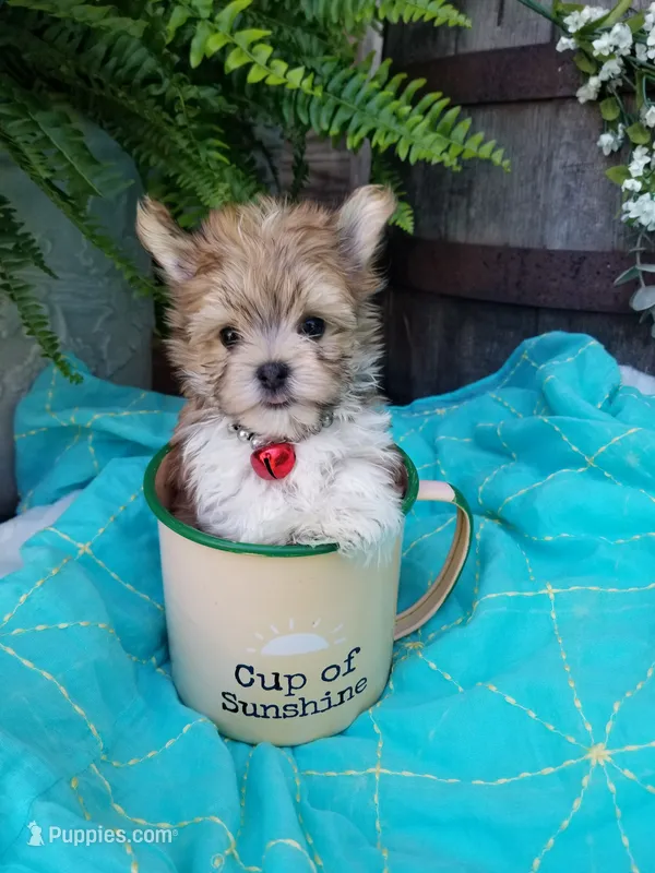 Happy  – Morkie puppy for sale in Bolivar, MO