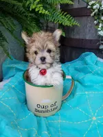 Happy , a male Morkie for sale in Bolivar, MO – 6 of 10