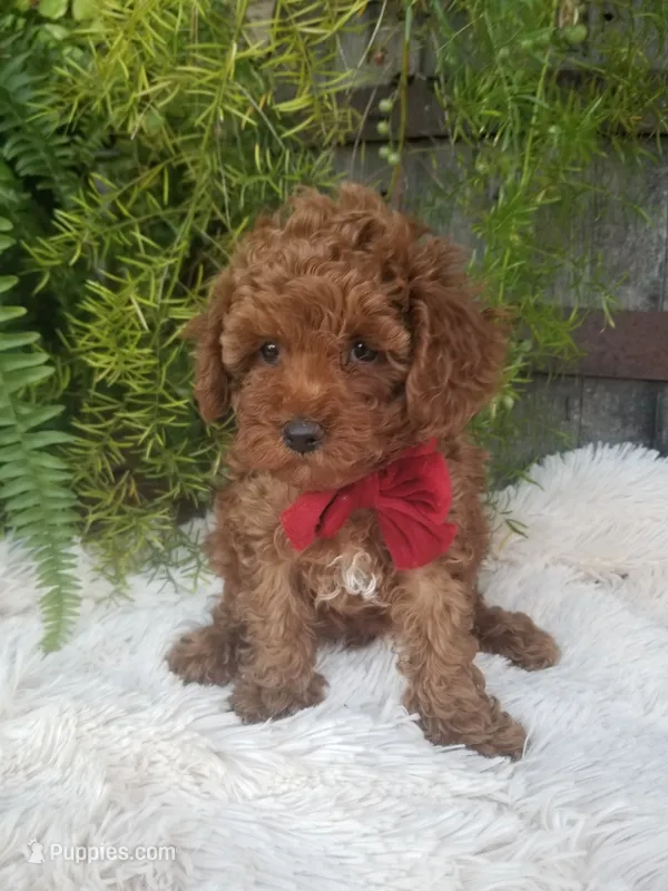Hudson  – Poodle - Toy  puppy for sale in Bolivar, MO