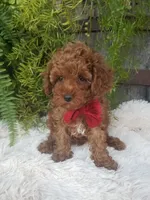 Hudson , a male Poodle - Toy  for sale in Bolivar, MO – 9 of 10