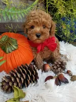 Paxton , a male Poodle - Toy  for sale in Bolivar, MO – 4 of 10
