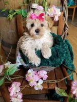 Buttons , a female Maltipoo for sale in Bolivar, MO – 10 of 10