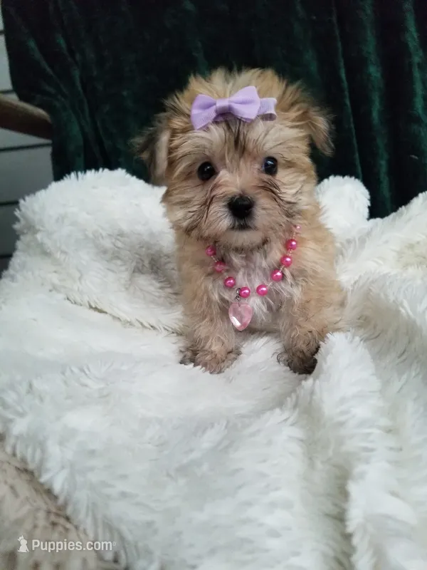 Catalina  – Morkie puppy for sale in Bolivar, MO
