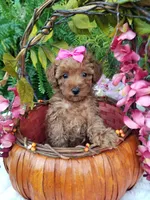 Dolly, a female Poodle - Toy  for sale in Bolivar, MO – 5 of 10