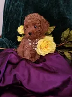 Scarlett , a female Poodle - Toy  for sale in Bolivar, MO – 6 of 10