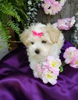 Lilo, a female Morkie for sale in Bolivar, MO – 8 of 10