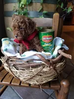 Peppers , a male Poodle - Toy  for sale in Bolivar, MO – 8 of 8