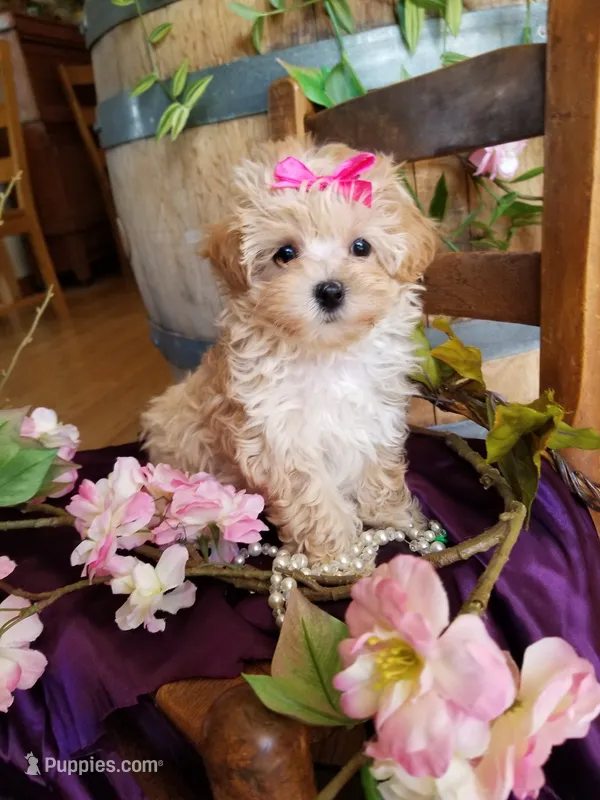Sally  – Maltipoo puppy for sale in Bolivar, MO