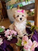 Sally , a female Maltipoo for sale in Bolivar, MO – 2 of 9
