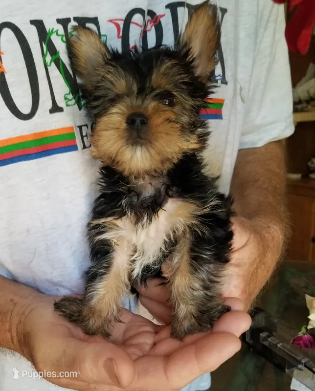 Abou – Yorkshire Terrier puppy for sale in Bolivar, MO