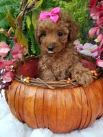 Dolly, a female Poodle - Toy  for sale in Bolivar, MO – 4 of 10