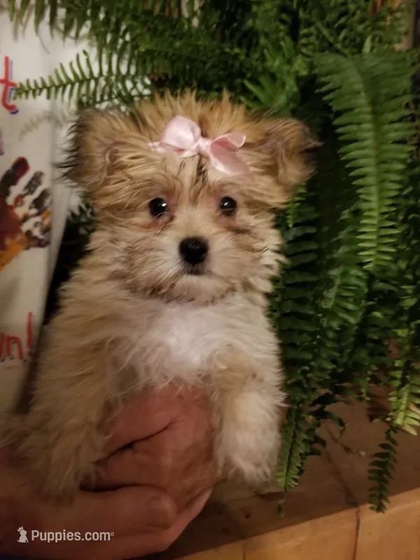 Catalina  – Morkie puppy for sale in Bolivar, MO