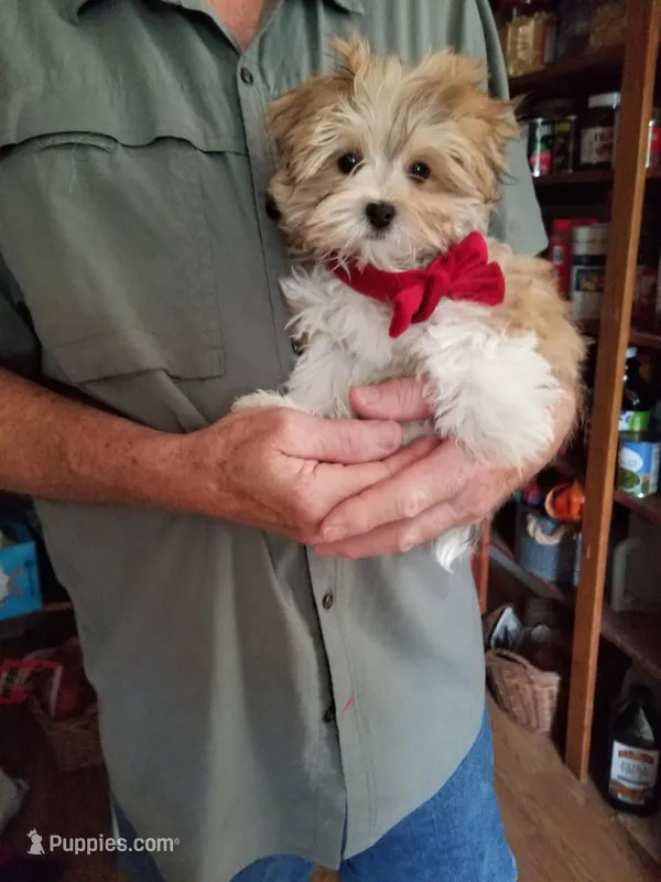 Happy  – Morkie puppy for sale in Bolivar, MO