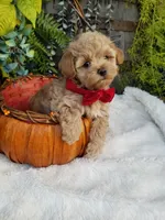 Nash, a male Maltipoo for sale in Bolivar, MO – 9 of 10