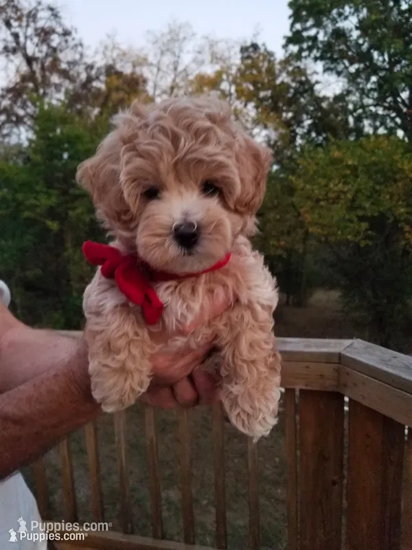 Rubble  – Maltipoo puppy for sale in Bolivar, MO