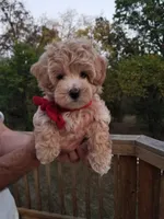 Rubble , a male Maltipoo for sale in Bolivar, MO – 7 of 10