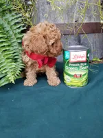 Romeo , a male Poodle - Toy  for sale in Bolivar, MO – 9 of 10